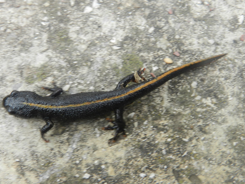 salamandra dalla livrea bellissima!!! Triturus carnifex